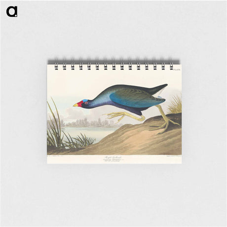 アートメモ帳-Purple Gallinule from Birds of America
 - アメリカの鳥たち Memo.