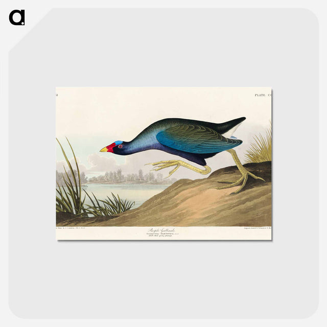 アートポストカード-Purple Gallinule from Birds of America
 - アメリカの鳥たち Postcard.