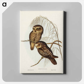 アートパネル-Spotted Owl
 - オーストラリアの鳥 Canvas.