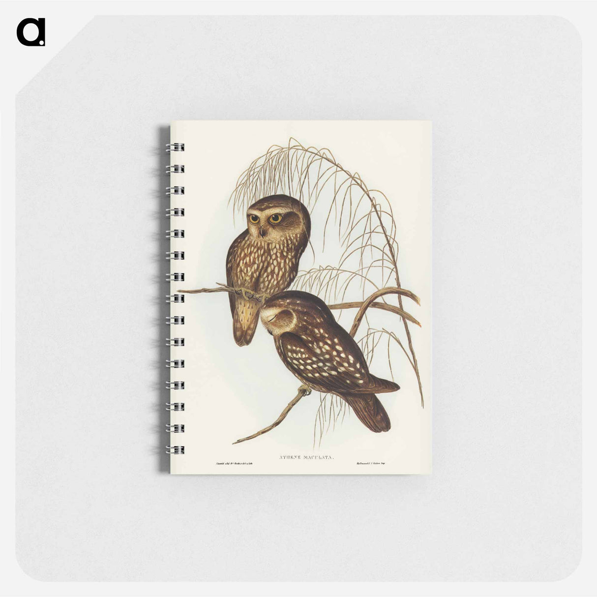 アートメモ帳-Spotted Owl
 - オーストラリアの鳥 Memo.