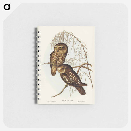 アートメモ帳-Spotted Owl
 - オーストラリアの鳥 Memo.