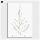 2-64_The-Lilies_picture-crop