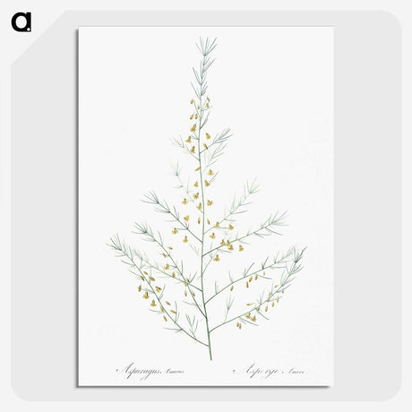 2-64_The-Lilies_picture-crop