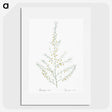 2-64_The-Lilies_picture