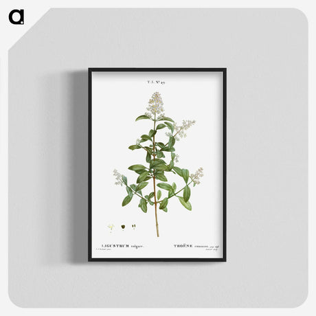 2-64_Treatise-on-Trees-and-Shrubs_blk-crop