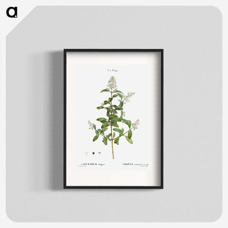2-64_Treatise-on-Trees-and-Shrubs_blk