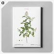 2-64_Treatise-on-Trees-and-Shrubs_canvas