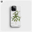2-64_Treatise-on-Trees-and-Shrubs_phone