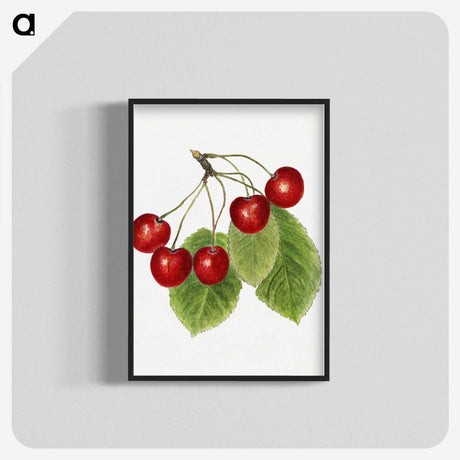 2-64_USDA-Watercolor-Fruit-Painting-Collection_blk-crop