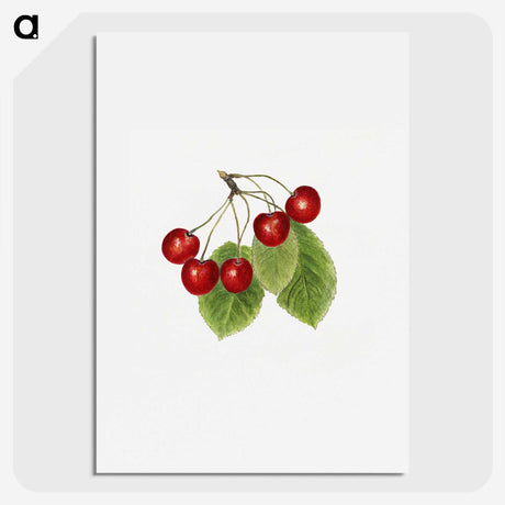 2-64_USDA-Watercolor-Fruit-Painting-Collection_picture