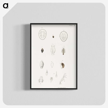 2-64_Zoology-of-New-York_blk-crop