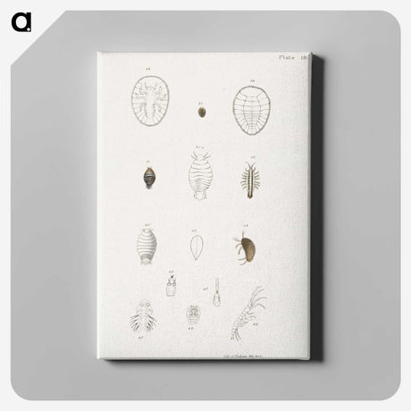 2-64_Zoology-of-New-York_canvas