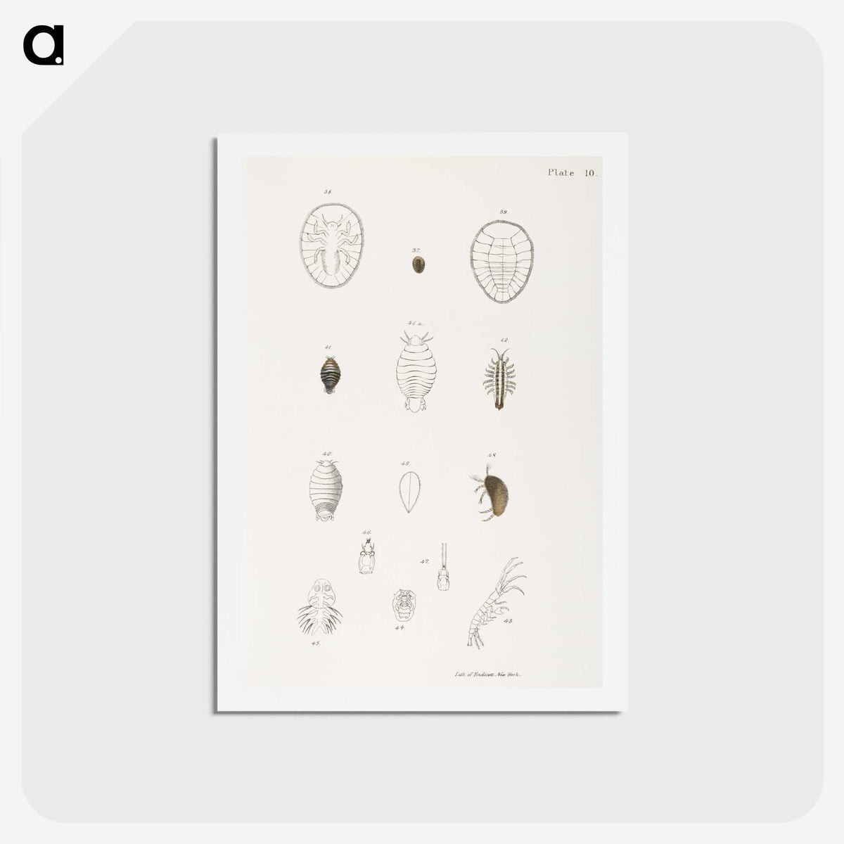 2-64_Zoology-of-New-York_hagaki