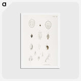 2-64_Zoology-of-New-York_hagaki