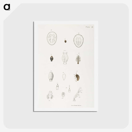 2-64_Zoology-of-New-York_hagaki