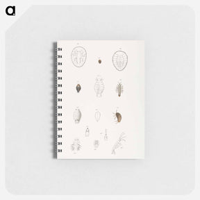 アートメモ帳-Different types of sea creatures illustration from Zoology of New York by James Ellsworth De Kay - ニューヨークの動物学 Memo.