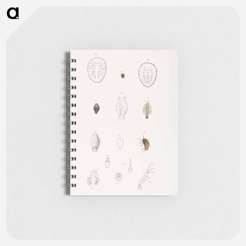 Different types of sea creatures illustration from Zoology of New York by James Ellsworth De Kay - ニューヨークの動物学 Memo.