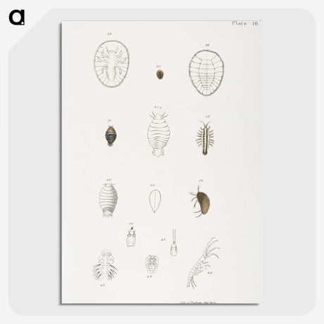 2-64_Zoology-of-New-York_picture-crop