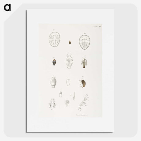 2-64_Zoology-of-New-York_picture