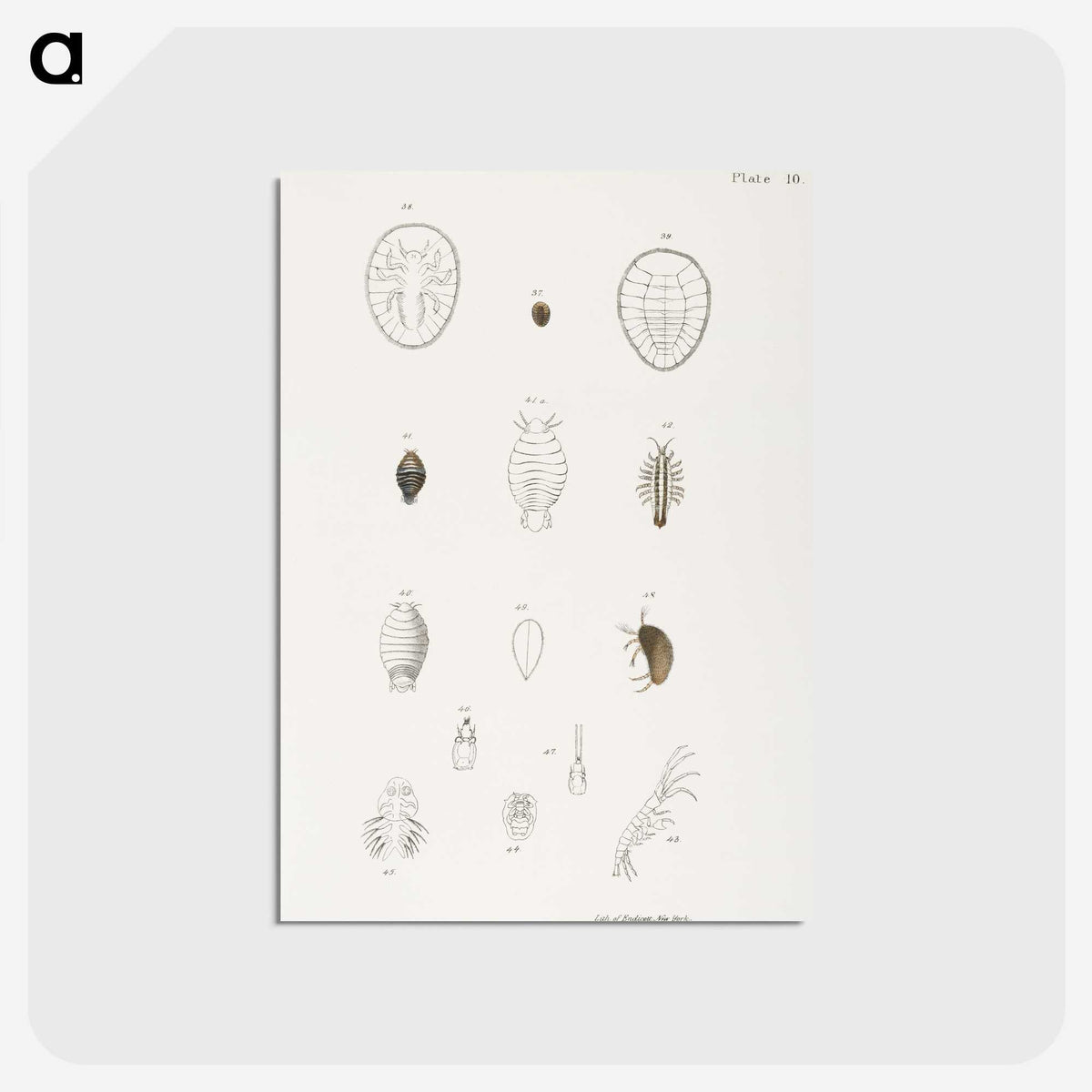 2-64_Zoology-of-New-York_postcard