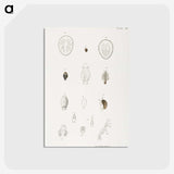 2-64_Zoology-of-New-York_postcard