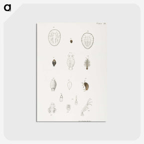 2-64_Zoology-of-New-York_postcard