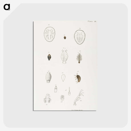 2-64_Zoology-of-New-York_postcard