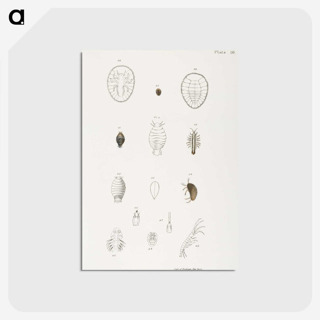 2-64_Zoology-of-New-York_postcard