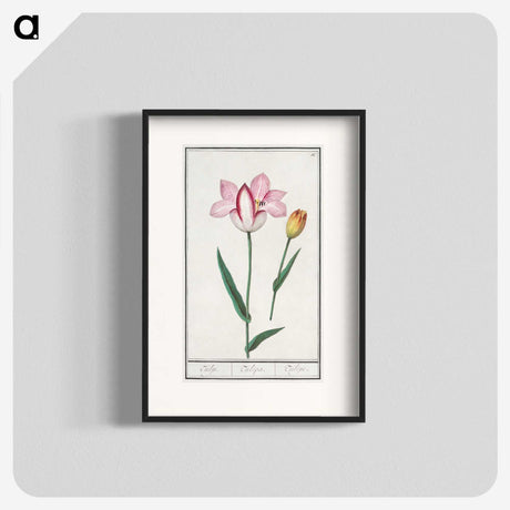 2-65_Anselmus-Boetius-de-Boodt_blk
