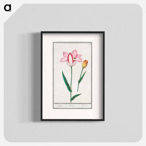 アートポスター-Tulip - アンセルムス ボエティウス デ ブート Poster.