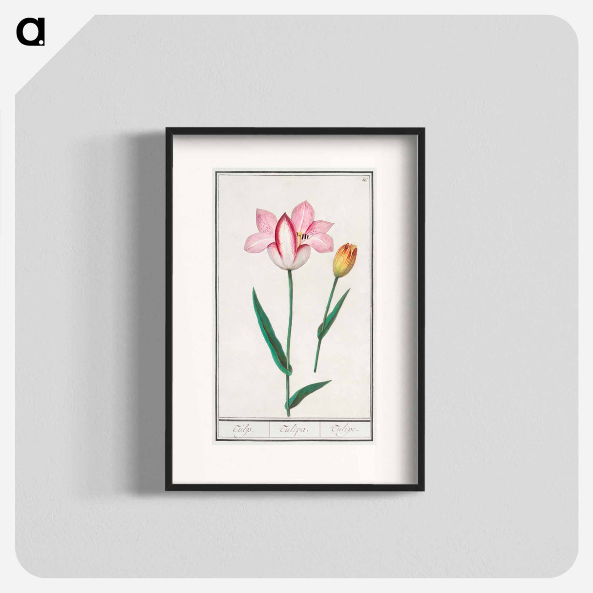 Tulip - アンセルムス ボエティウス デ ブート Poster.