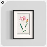 Tulip - アンセルムス ボエティウス デ ブート Poster.