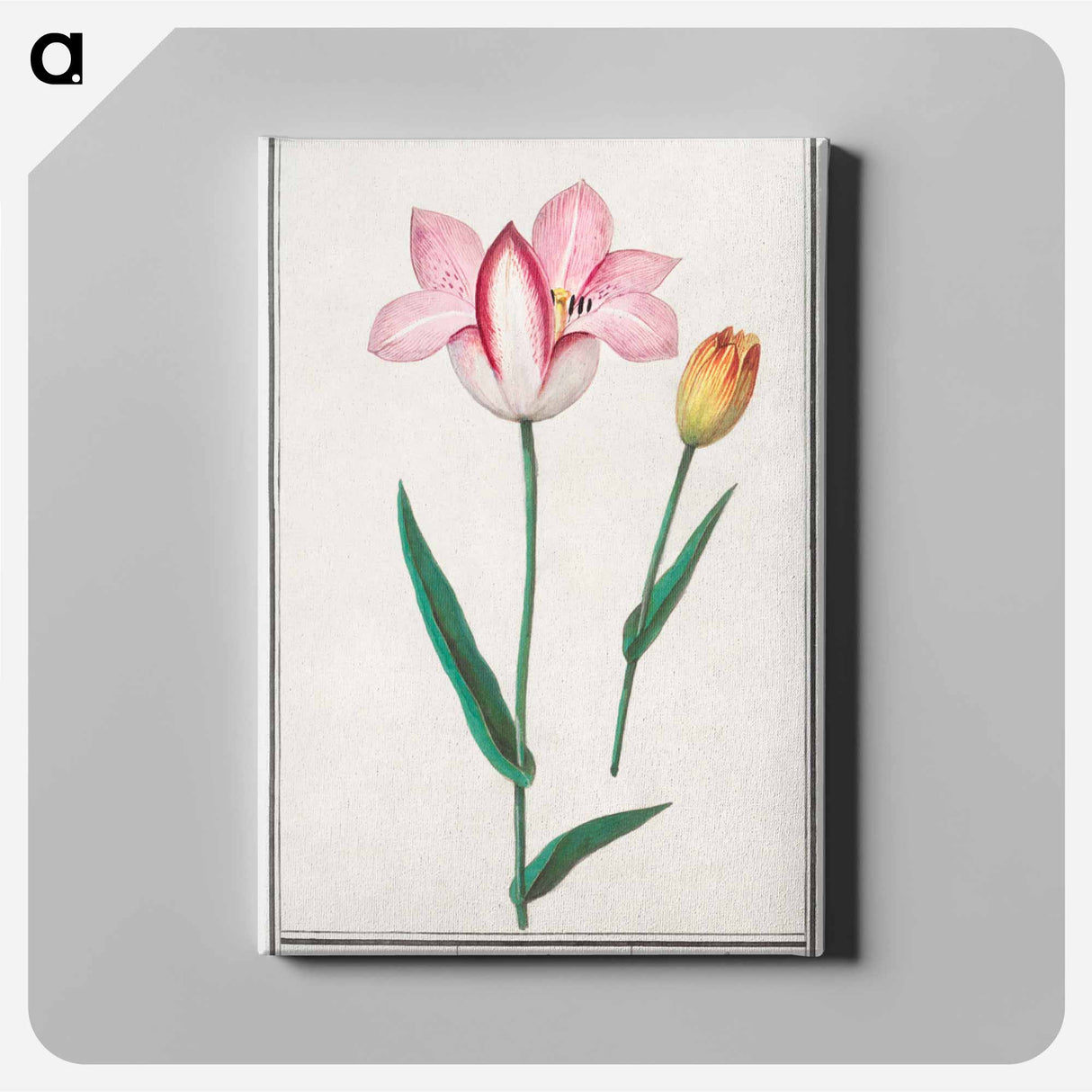 Tulip - アンセルムス ボエティウス デ ブート Canvas.