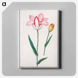 Tulip - アンセルムス ボエティウス デ ブート Canvas.