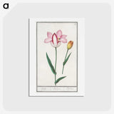 2-65_Anselmus-Boetius-de-Boodt_hagaki