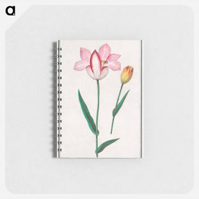 アートメモ帳-Tulip - アンセルムス ボエティウス デ ブート Memo.