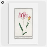 2-65_Anselmus-Boetius-de-Boodt_picture