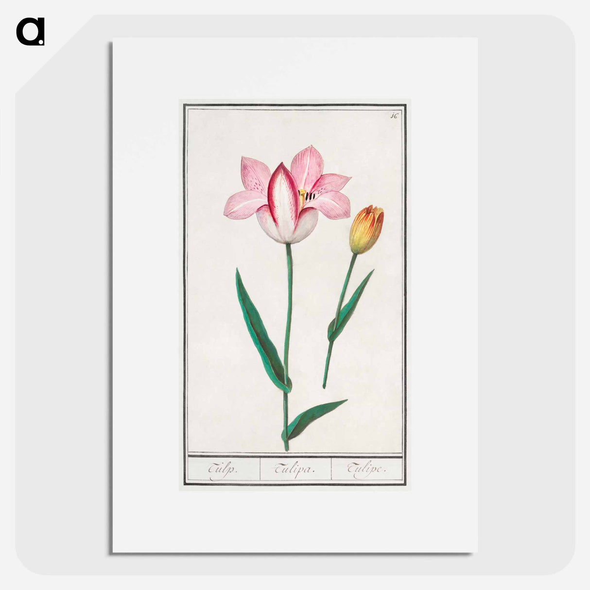 Tulip - アンセルムス ボエティウス デ ブート Poster.