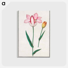 アートポストカード-Tulip - アンセルムス ボエティウス デ ブート Postcard.