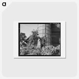 2-65_Dorothea-Lange_hagaki