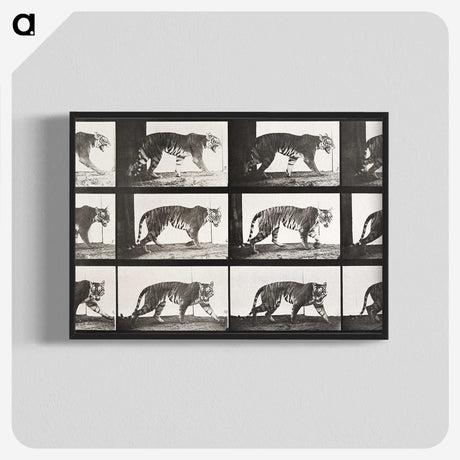 2-65_Eadweard-Muybridge_blk-crop