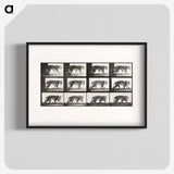 2-65_Eadweard-Muybridge_blk