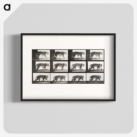 2-65_Eadweard-Muybridge_blk