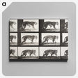 2-65_Eadweard-Muybridge_canvas