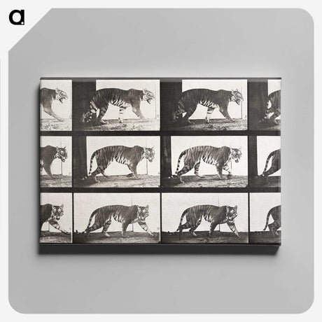 2-65_Eadweard-Muybridge_canvas
