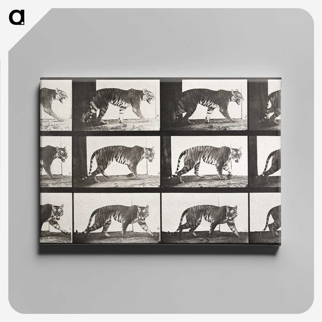 2-65_Eadweard-Muybridge_canvas