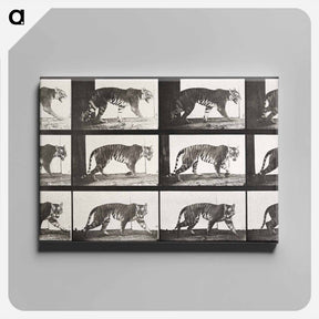 アートパネル-Animal Locomotion Plate 729
 - エドワード マイブリッジ Canvas.