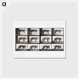 アートポストカード-Animal Locomotion Plate 729
 - エドワード マイブリッジ Postcard.