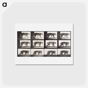 アートポストカード-Animal Locomotion Plate 729
 - エドワード マイブリッジ Postcard.