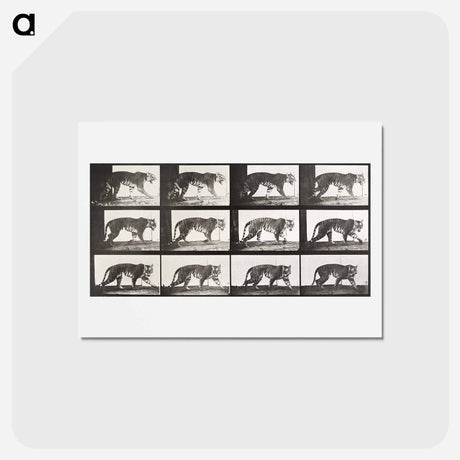 アートポストカード-Animal Locomotion Plate 729
 - エドワード マイブリッジ Postcard.